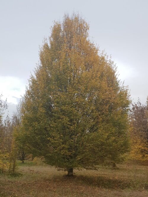 Zuilhaagbeuk | Laagstam