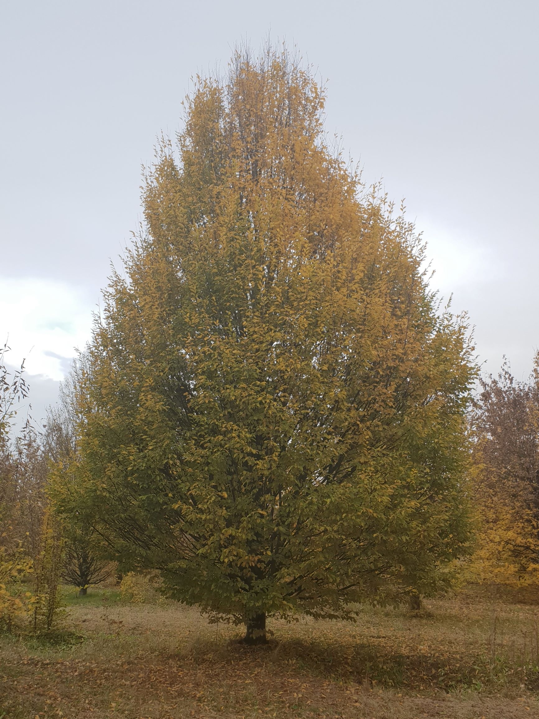 Volwassen Zuilhaagbeuk | Laagstam
