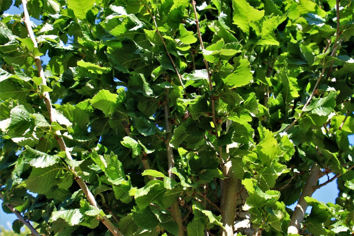 Volwassen Zuilvormige Iep | Hoogstam