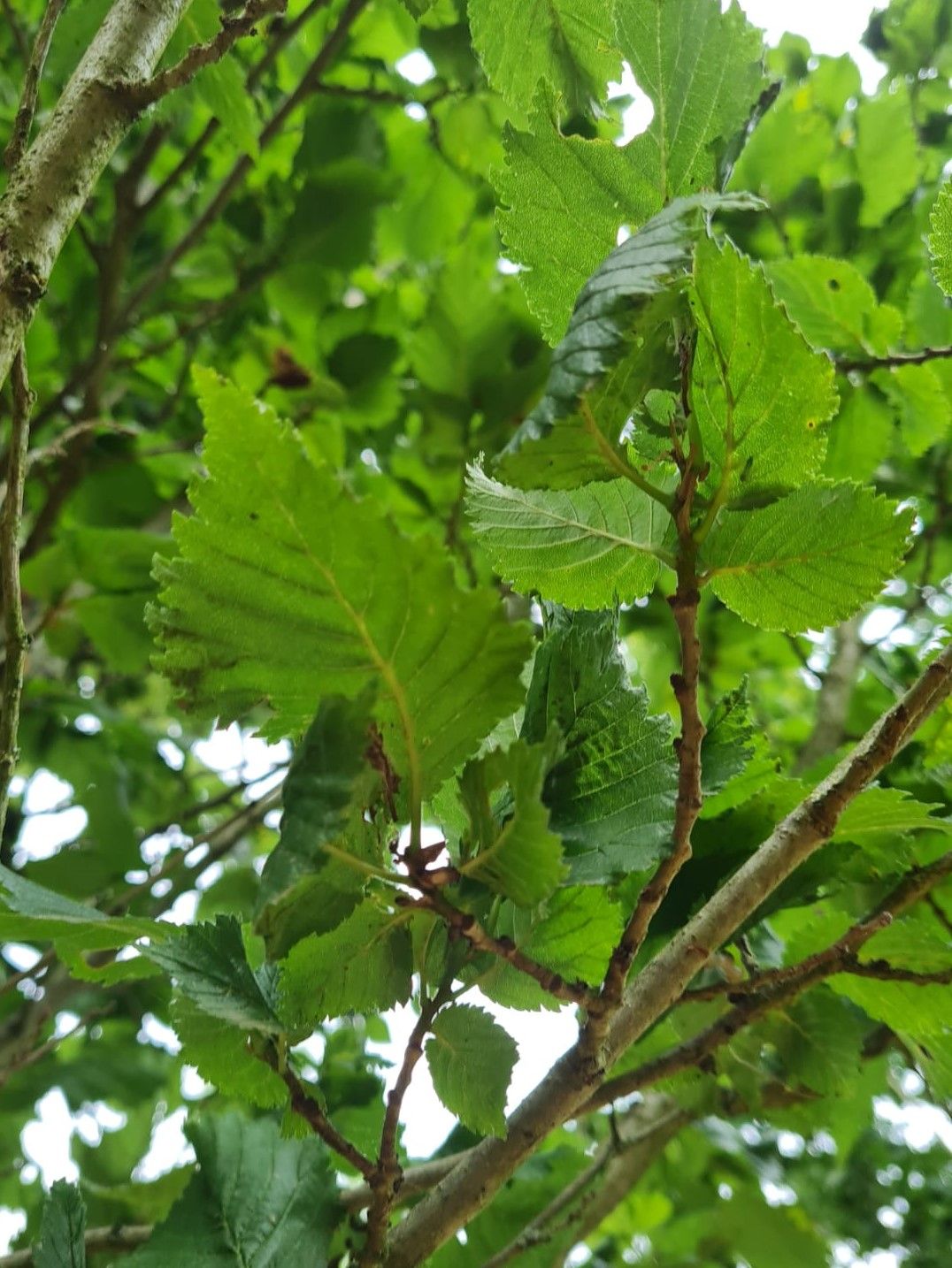 Volwassen Zuilvormige Iep | Hoogstam
