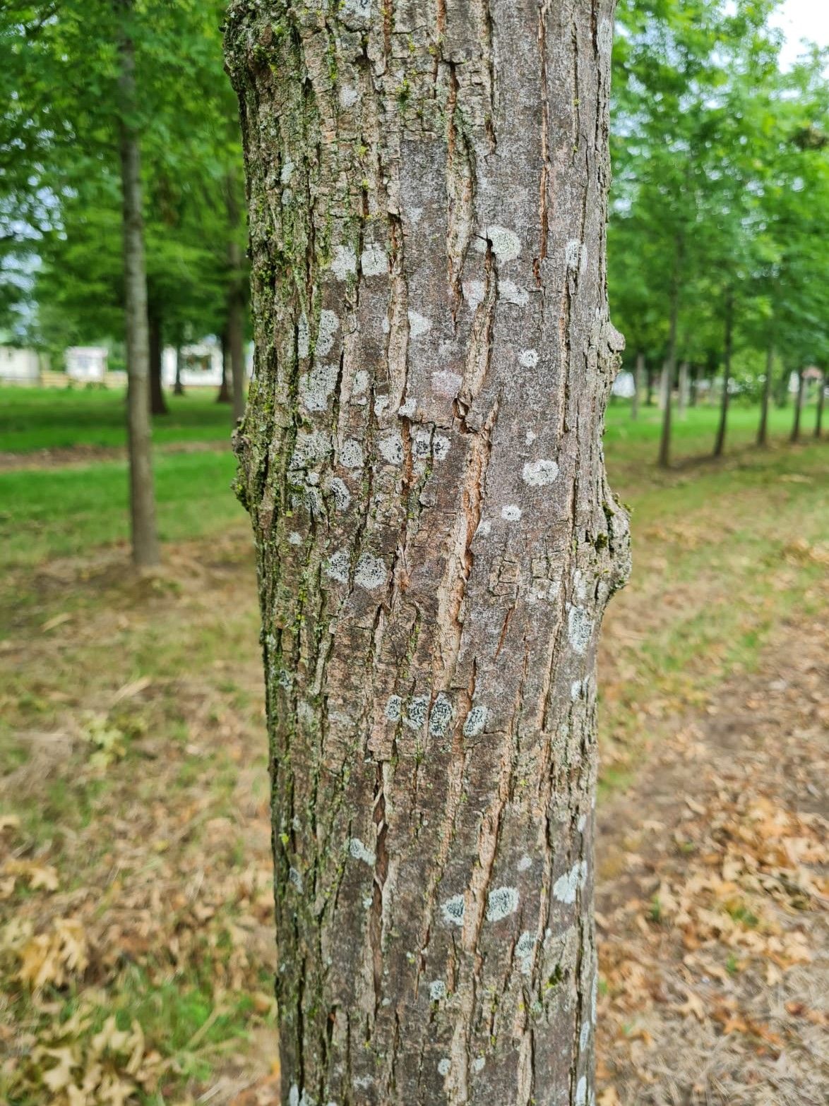 Volwassen Zuilvormige Iep | Hoogstam