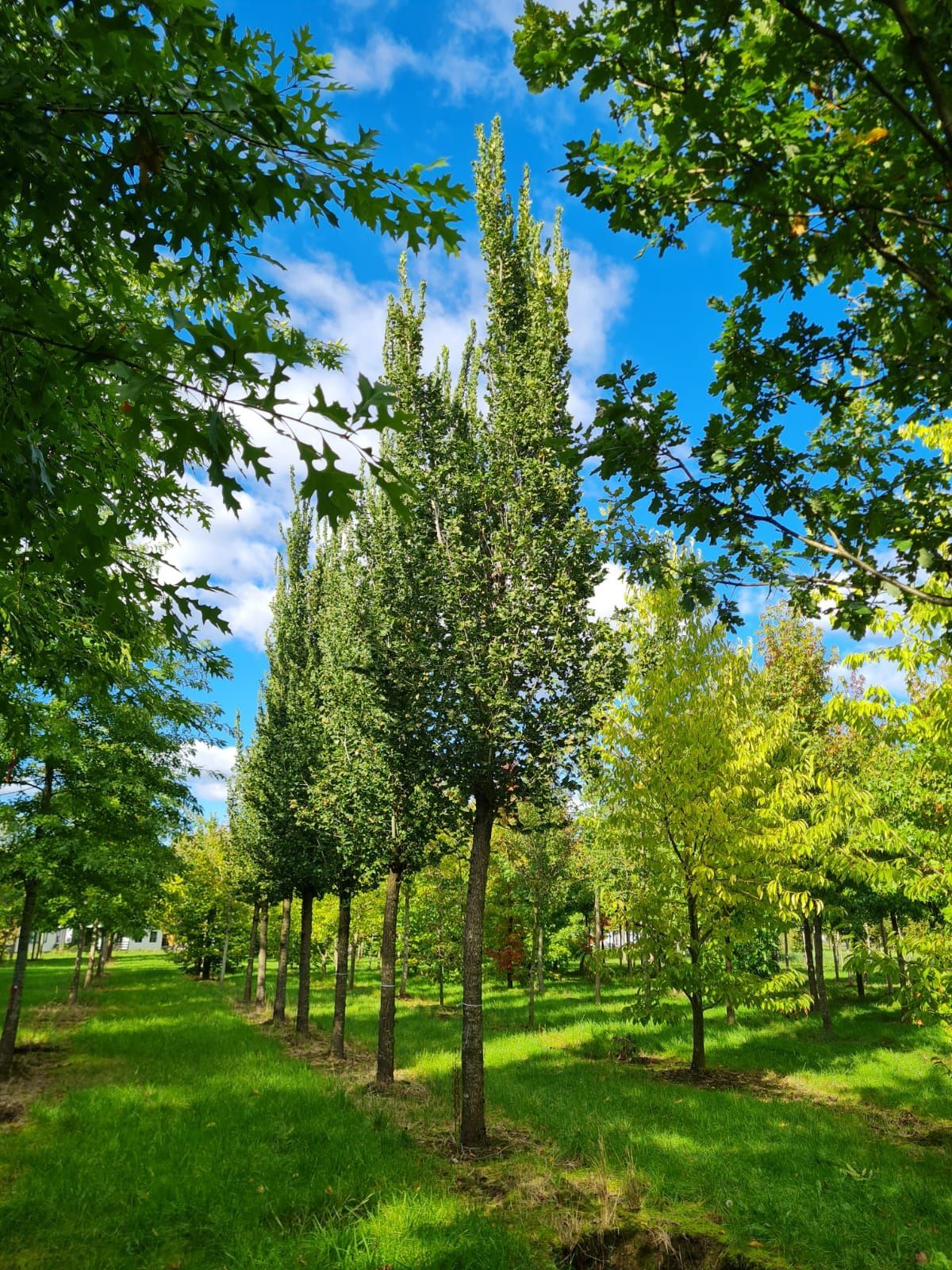 Volwassen Zuilvormige Iep | Hoogstam