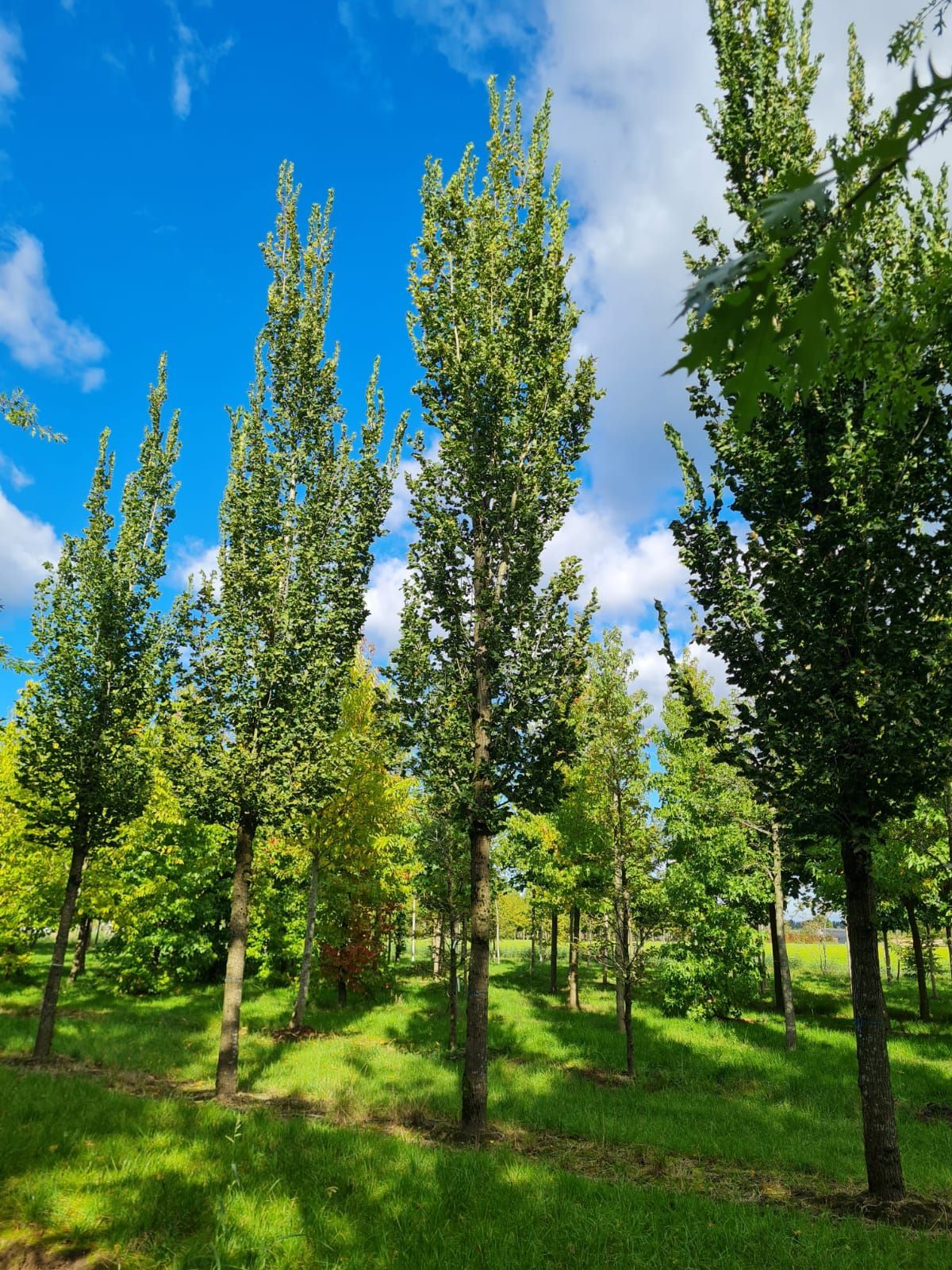 Volwassen Zuilvormige Iep | Hoogstam