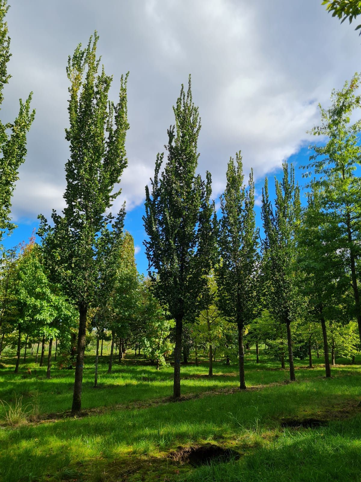 Volwassen Zuilvormige Iep | Hoogstam