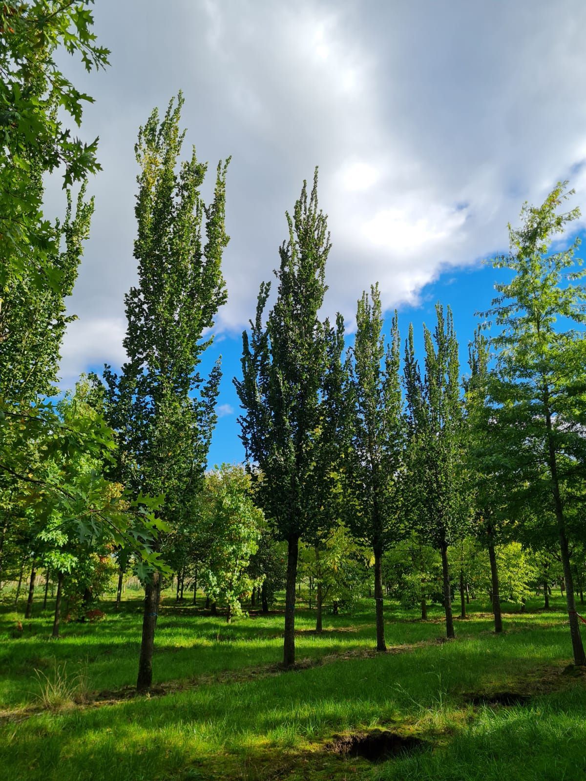 Volwassen Zuilvormige Iep | Hoogstam