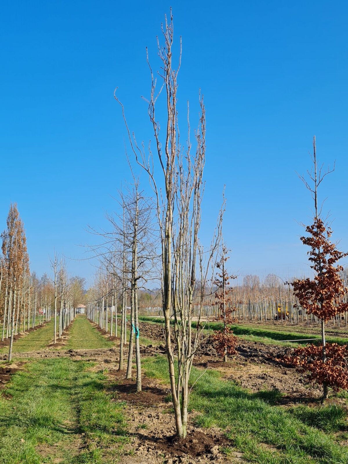 Jonge Sierkers 'Amanogawa' | Meerstammig