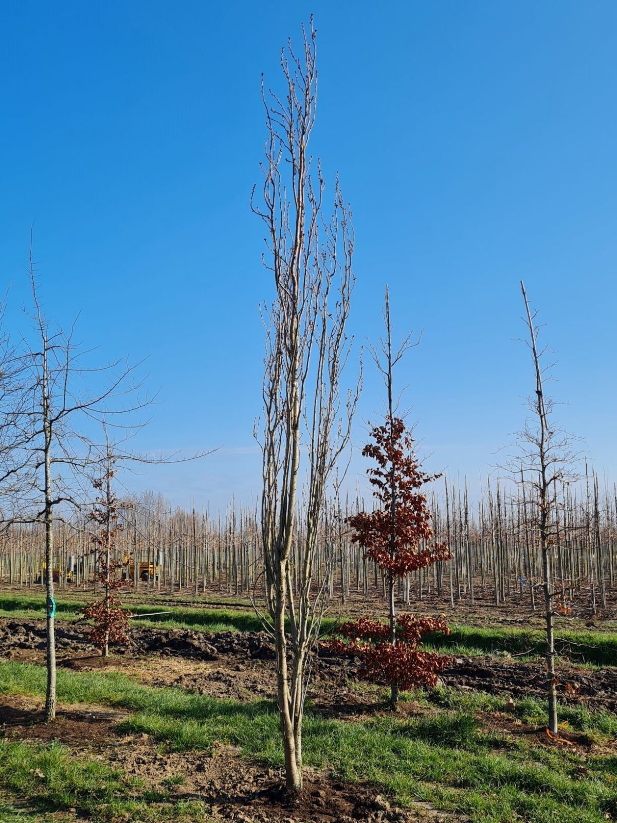Jonge Sierkers 'Amanogawa' | Meerstammig