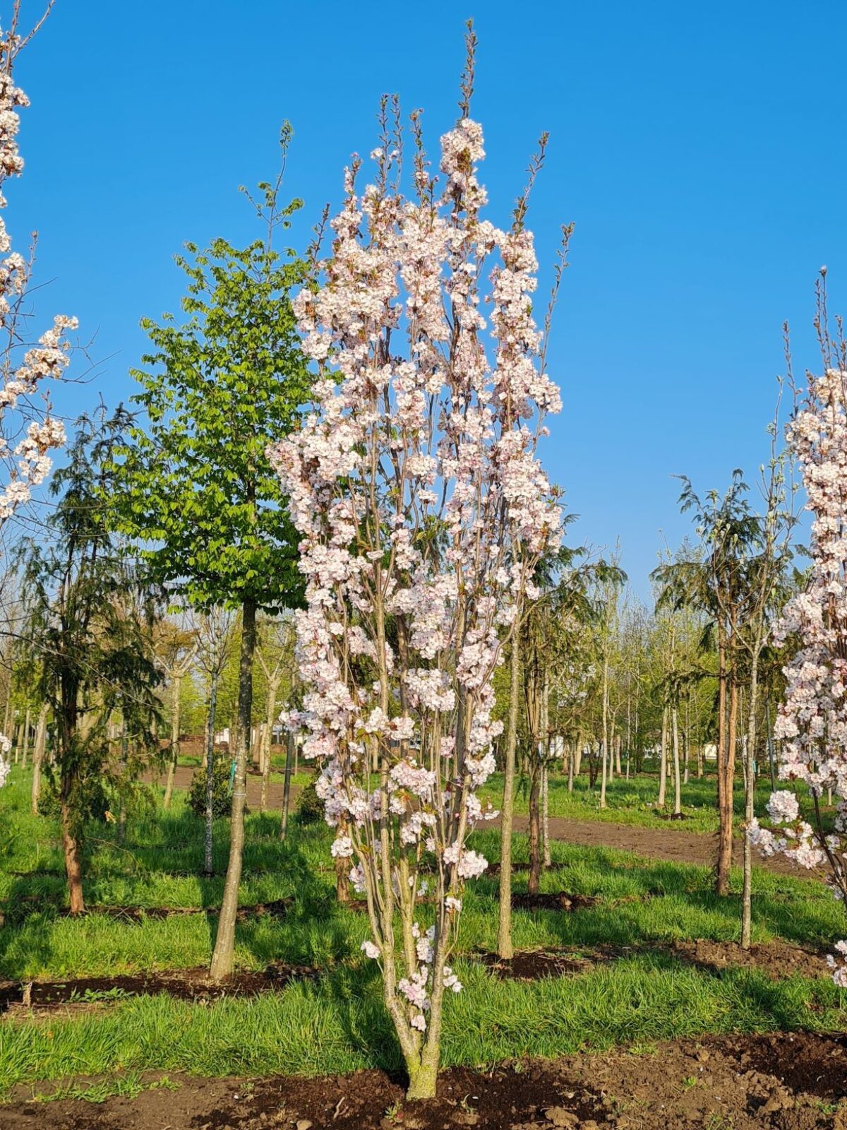 Jonge Sierkers 'Amanogawa' | Meerstammig