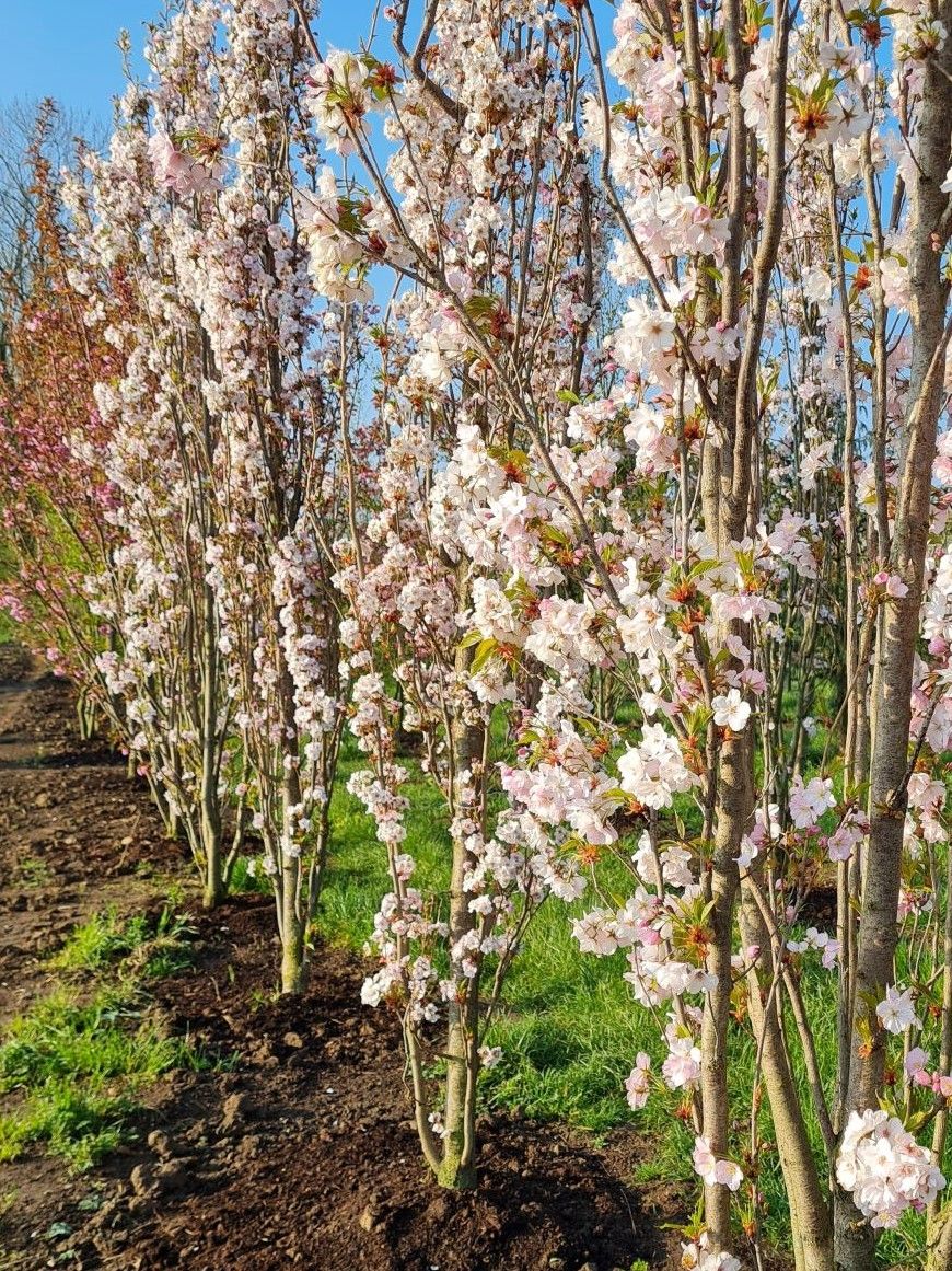 Jonge Sierkers 'Amanogawa' | Meerstammig
