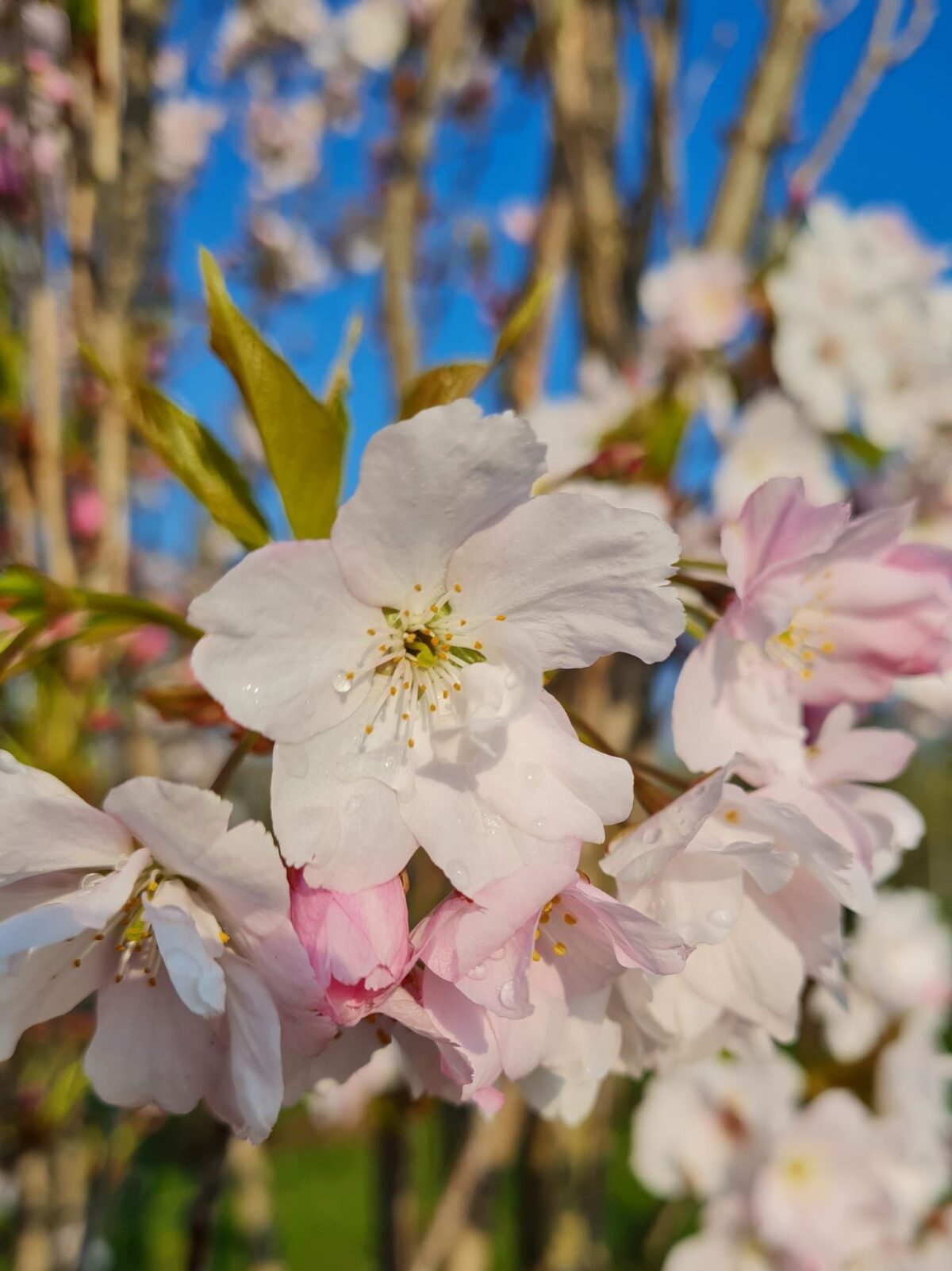 Jonge Sierkers 'Amanogawa' | Meerstammig