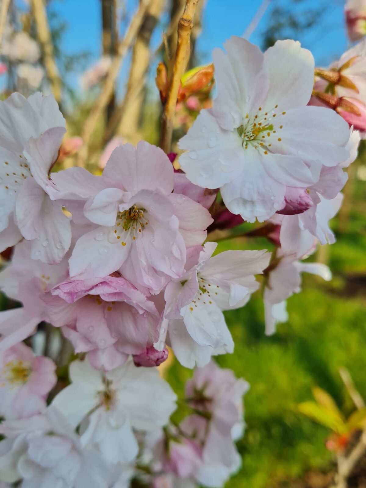 Jonge Sierkers 'Amanogawa' | Meerstammig