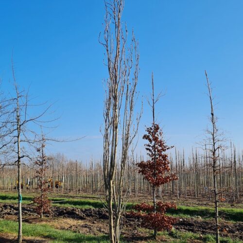 Jonge Sierkers 'Amanogawa' | Meerstammig