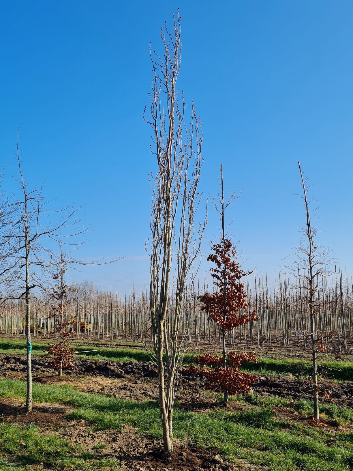 Jonge Sierkers ‘Amanogawa’ | Meerstammig