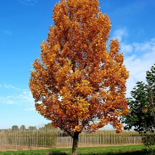 Volgroeide Zuilvormige tulpenboom | Hoogstam