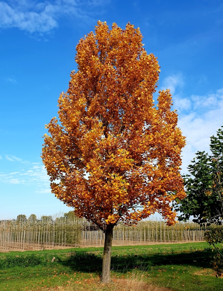 Volgroeide Zuilvormige tulpenboom | Hoogstam