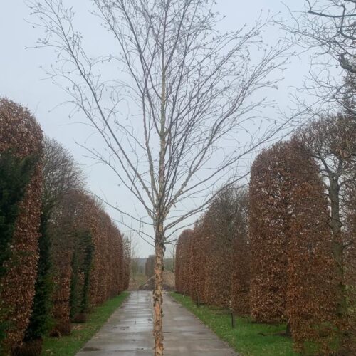 Volwassen Zwarte berk | Hoogstam