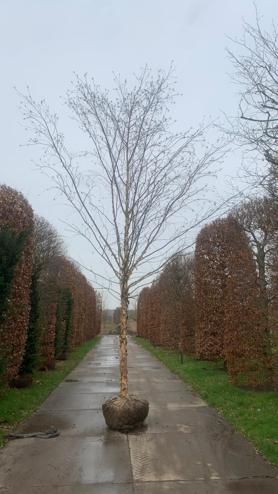 Volwassen Zwarte berk | Hoogstam