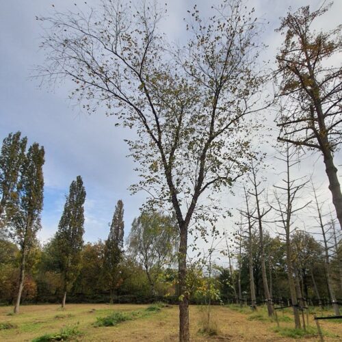 zwarte-berk Jonge Zwarte berk | Hoogstam