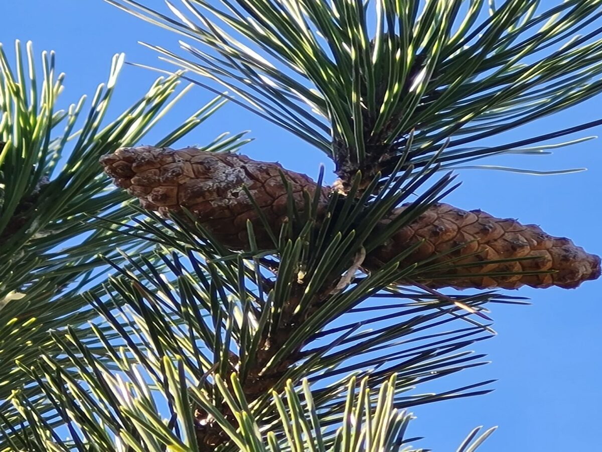 zwarte-den Zwarte / Oostenrijkse den