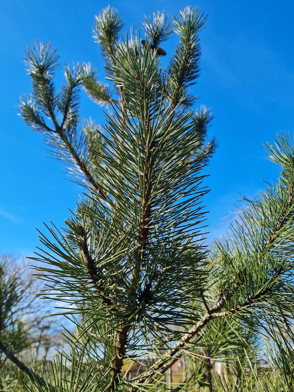 zwarte-den Zwarte / Oostenrijkse den