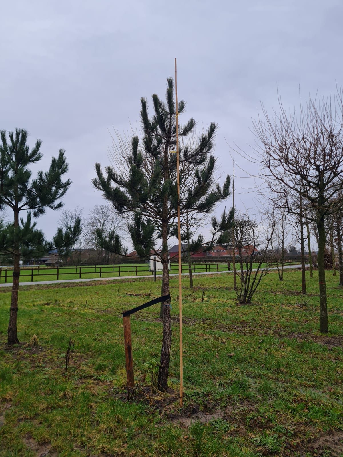 zwarte-den Zwarte / Oostenrijkse den