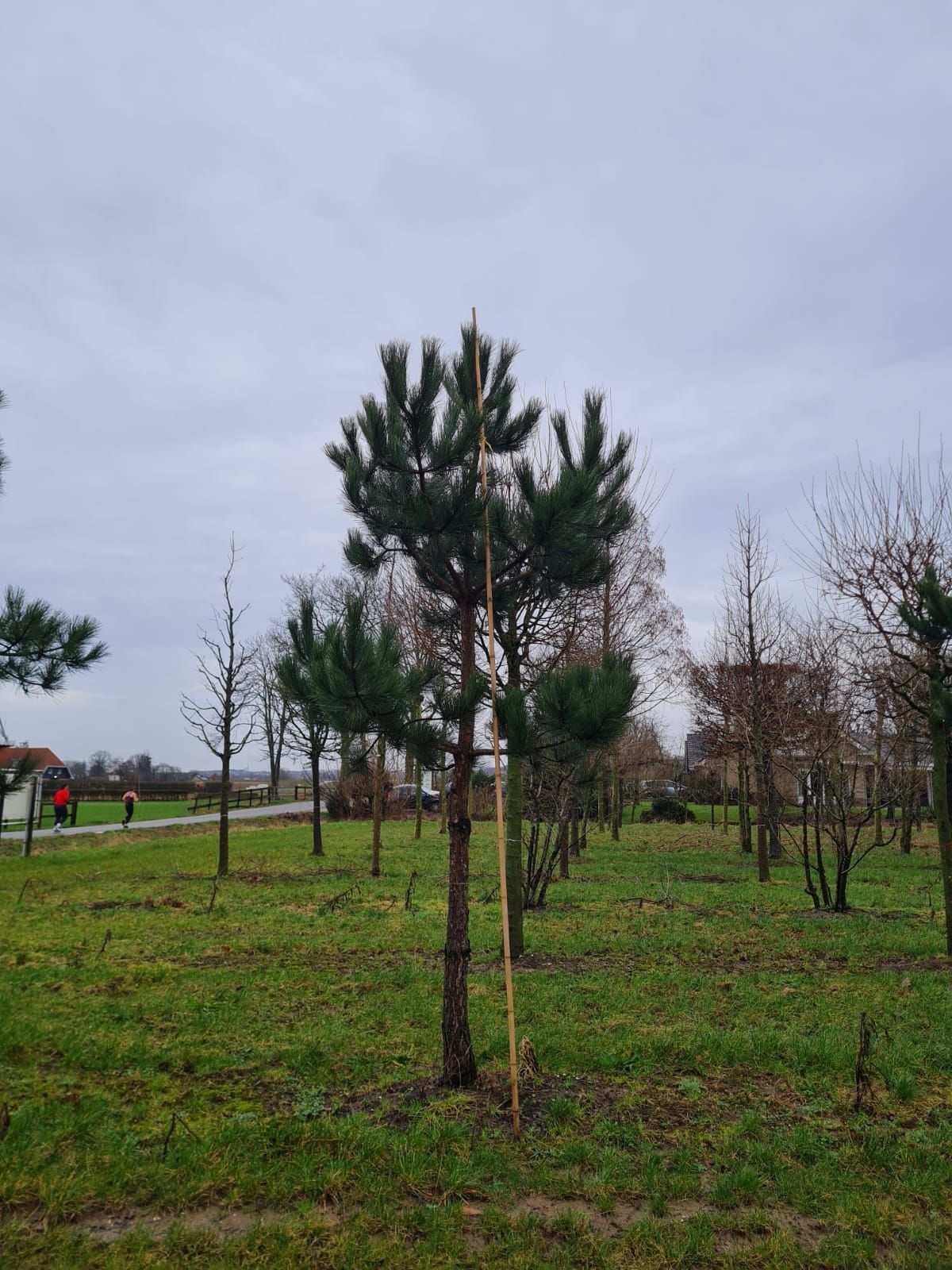 zwarte-den Zwarte / Oostenrijkse den