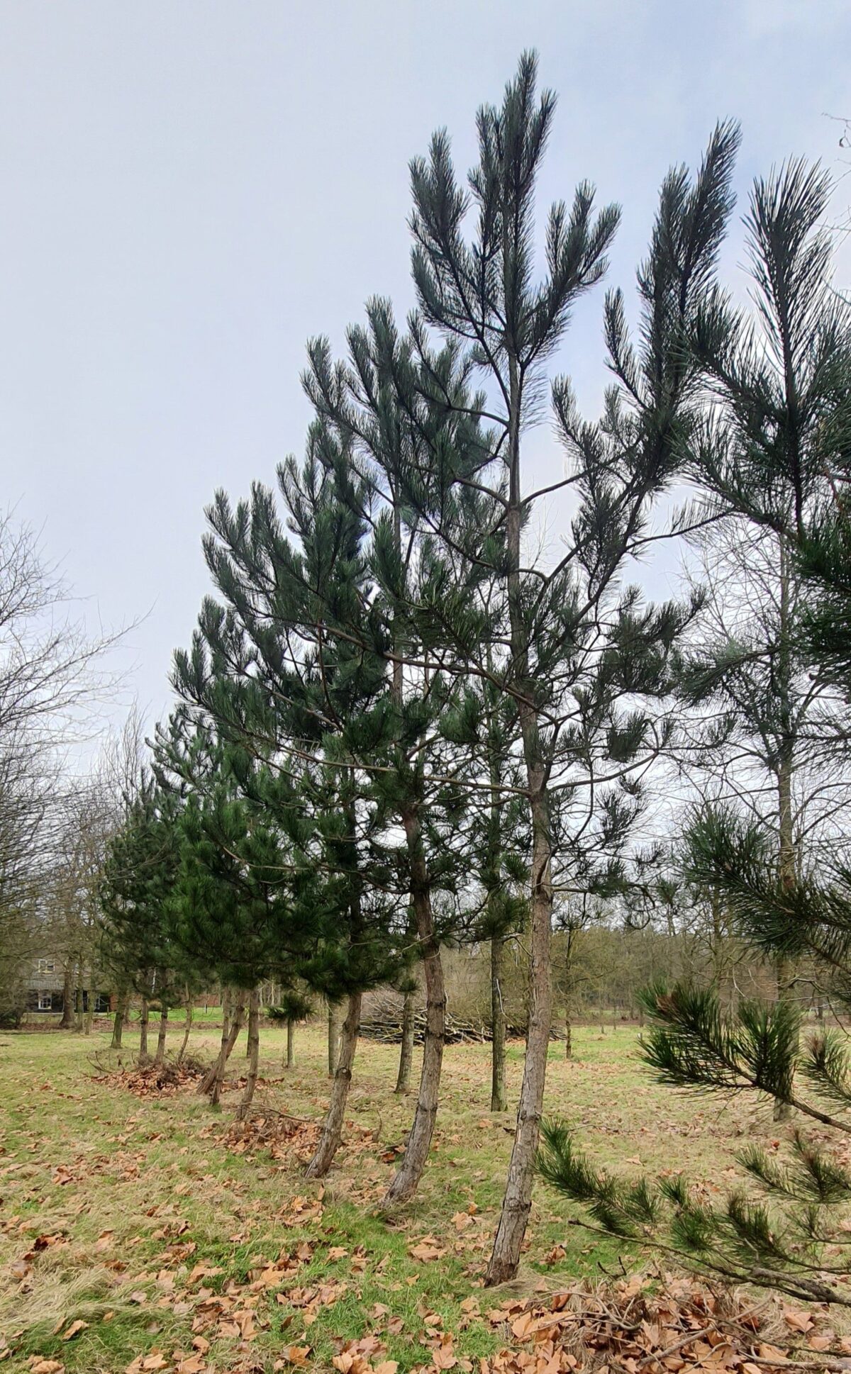 zwarte-den Zwarte / Oostenrijkse den