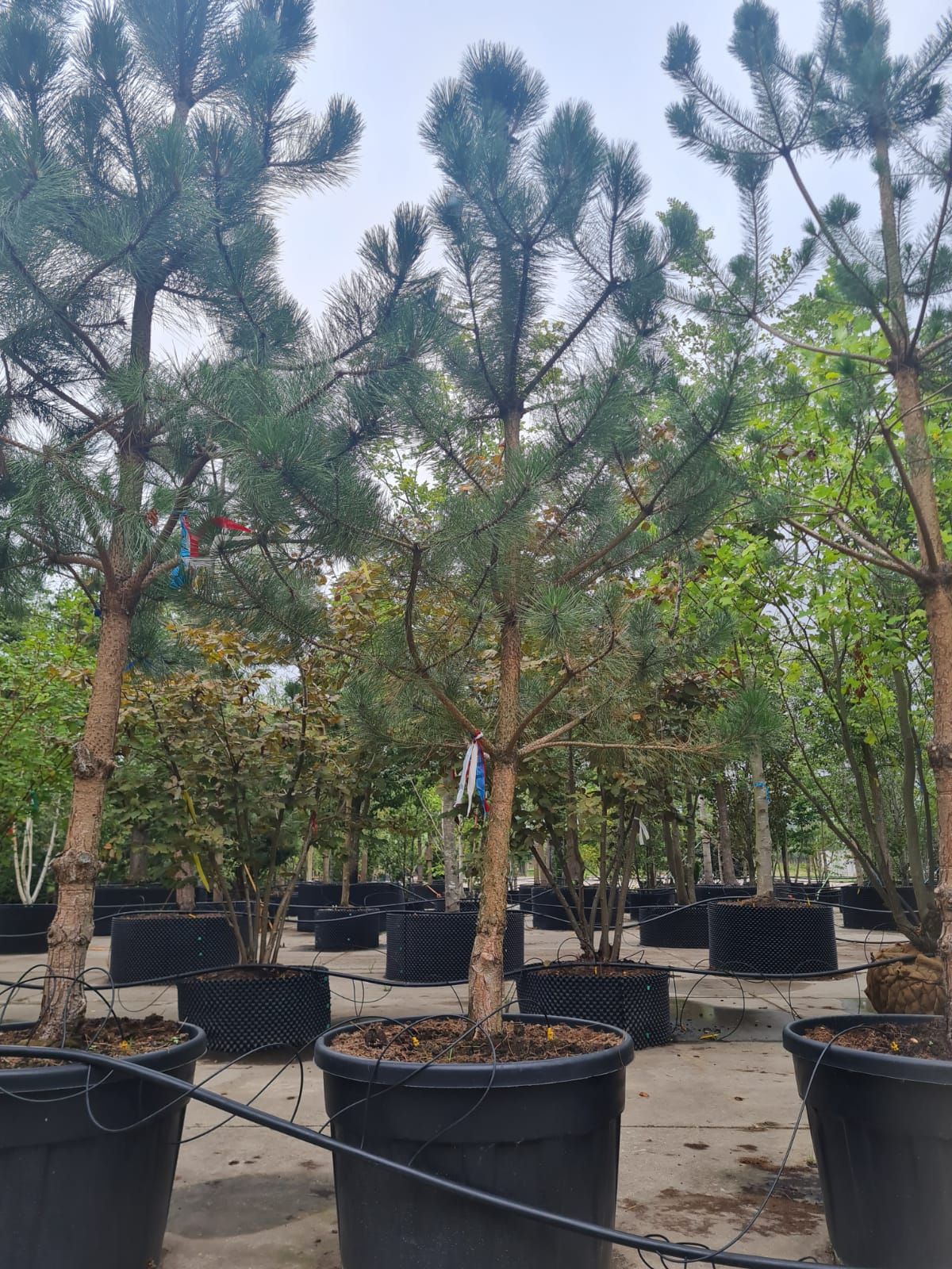 Zwarte den | Halfstam