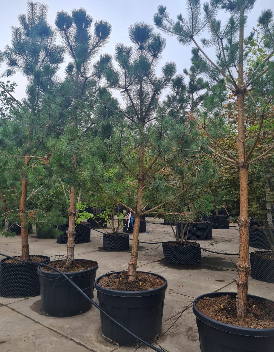 Zwarte den | Halfstam