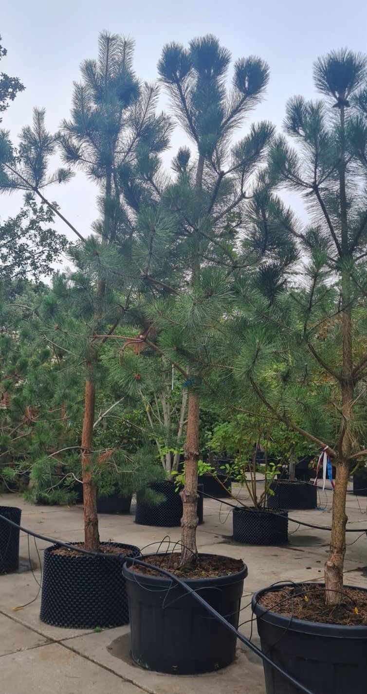 Zwarte den | Halfstam