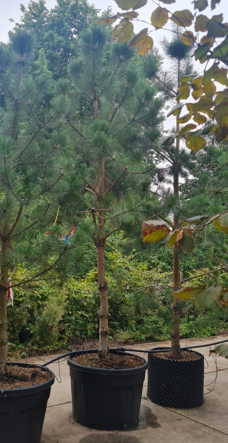 Zwarte den | Halfstam