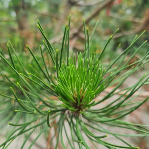 Zwarte den | Halfstam