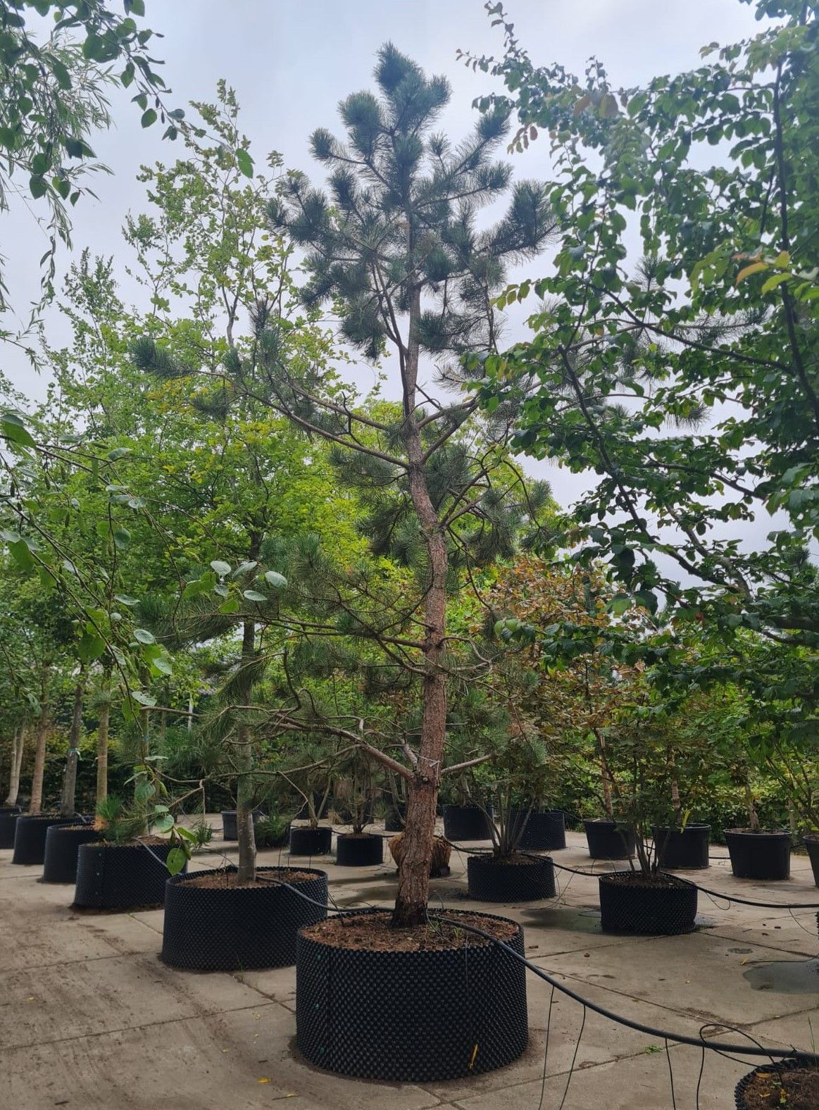 Zwarte den | Halfstam