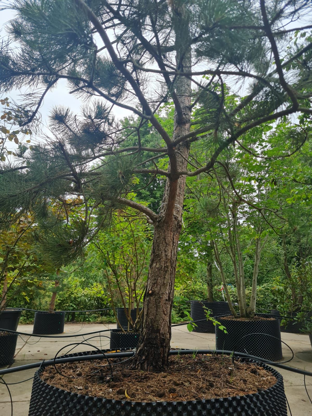 Zwarte den | Halfstam