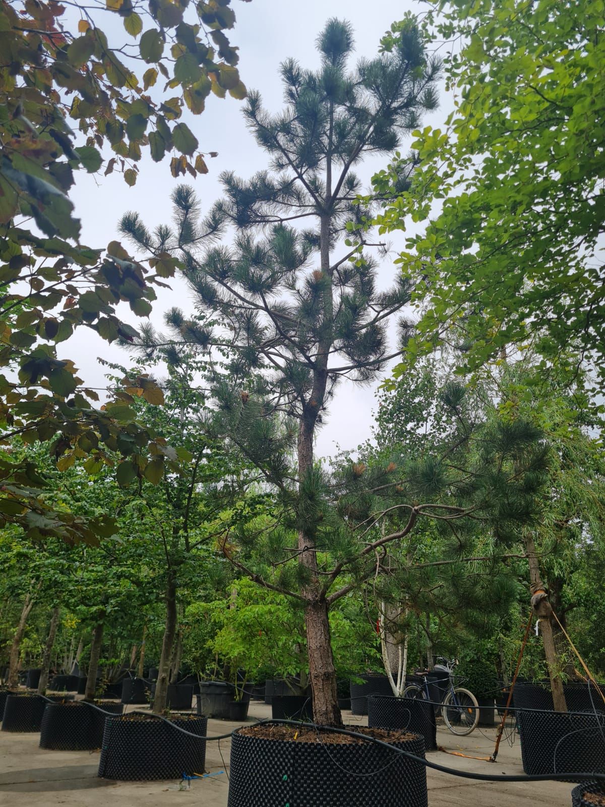 Zwarte den | Halfstam