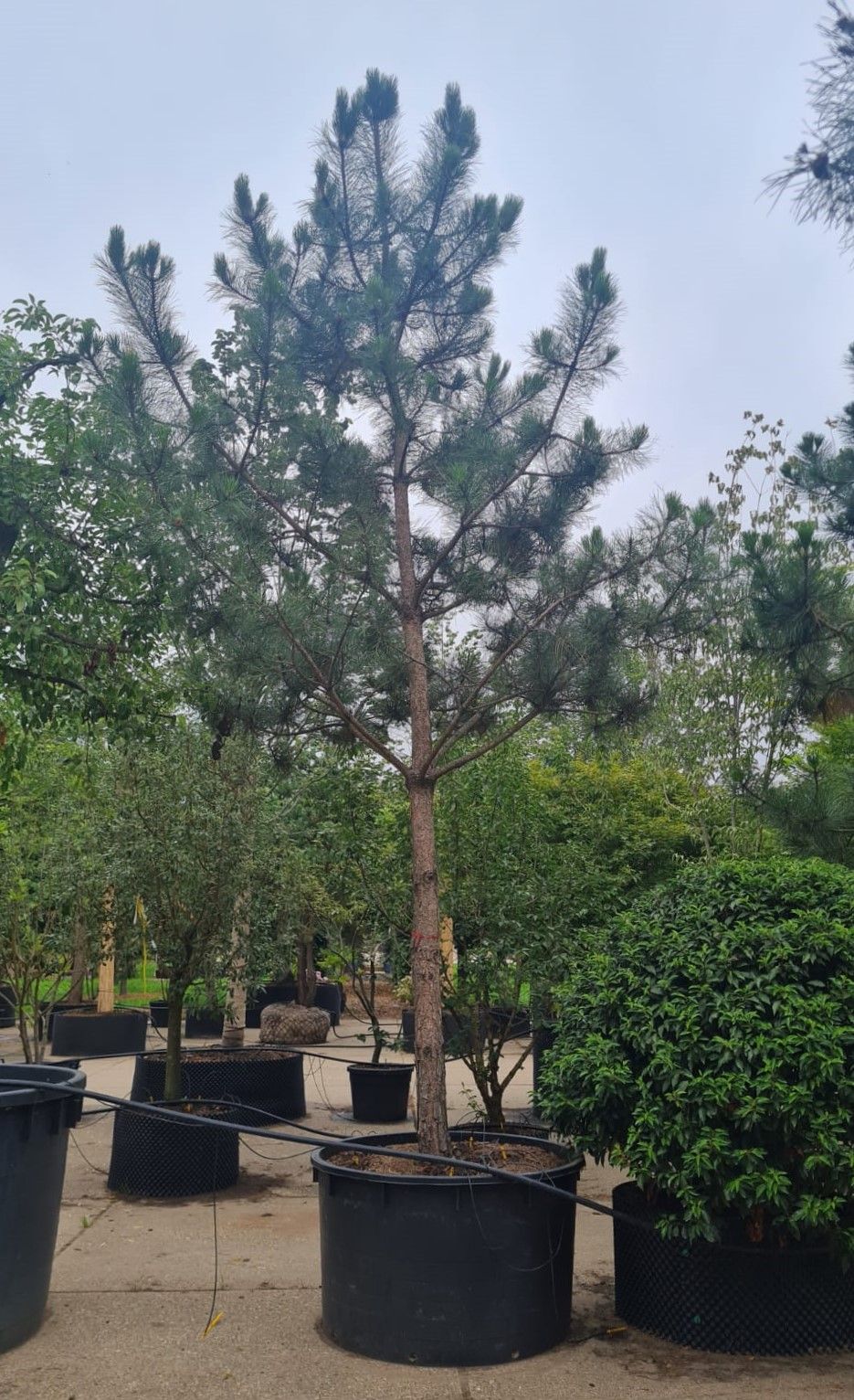 zwarte-den-hoogstam Zwarte den | Hoogstam