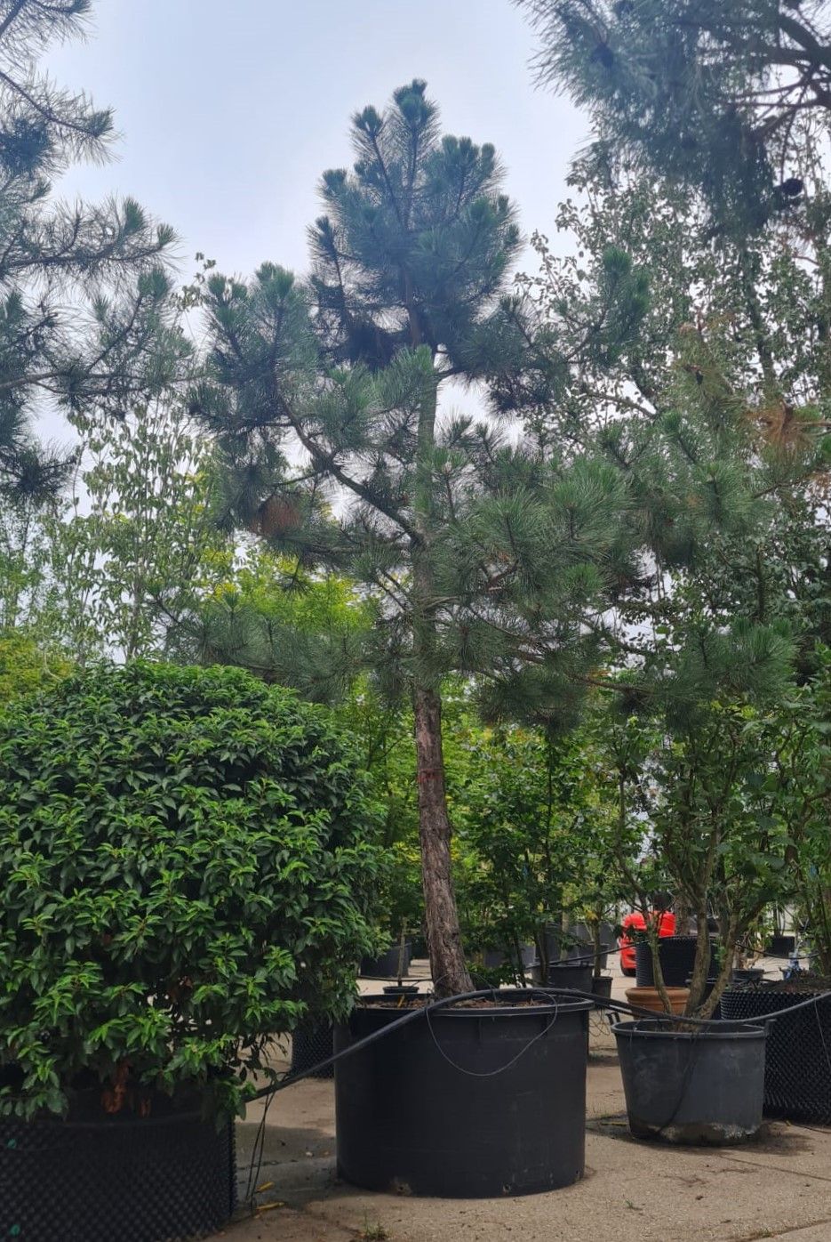 zwarte-den-hoogstam Zwarte den | Hoogstam