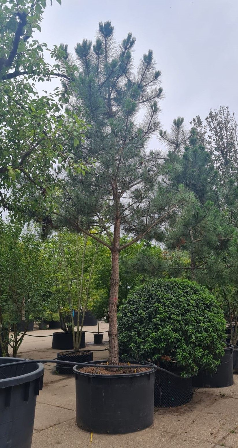 zwarte-den-hoogstam Zwarte den | Hoogstam