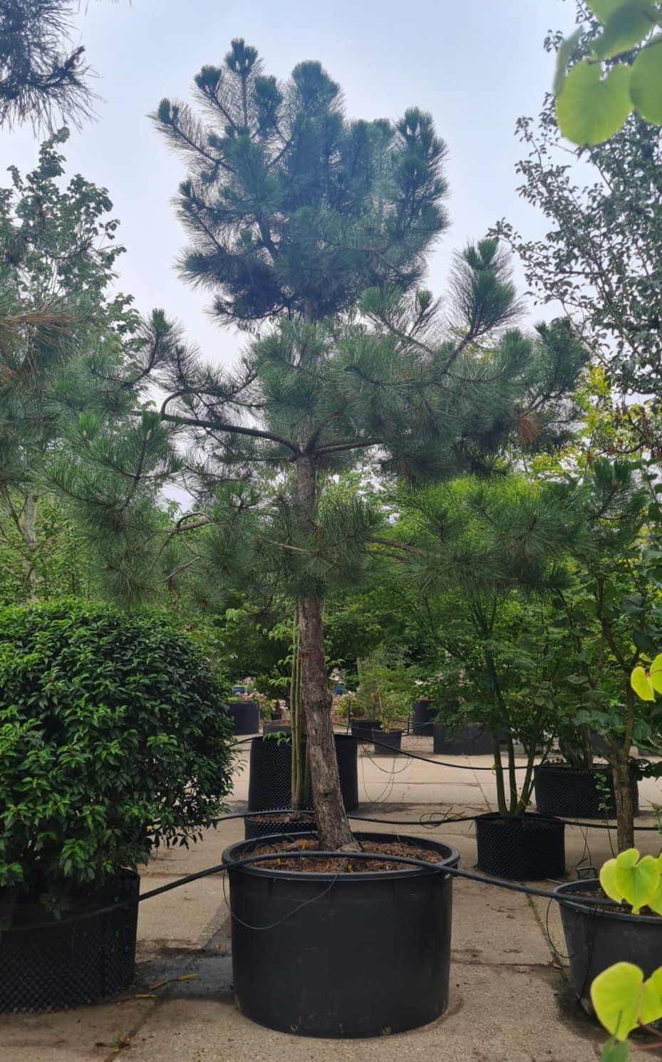 zwarte-den-hoogstam Zwarte den | Hoogstam