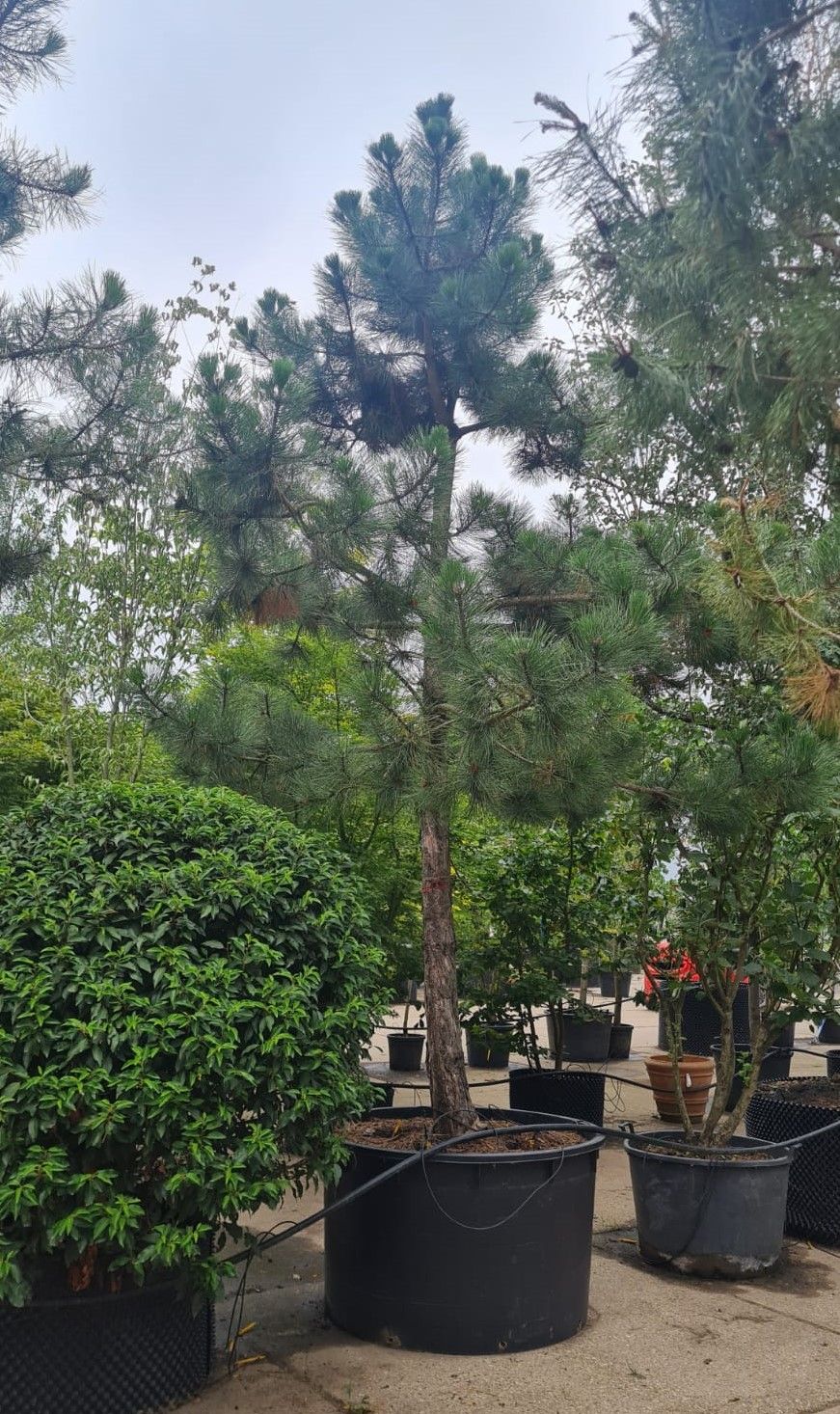 zwarte-den-hoogstam Zwarte den | Hoogstam