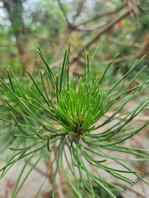 zwarte-den-hoogstam Zwarte den | Hoogstam
