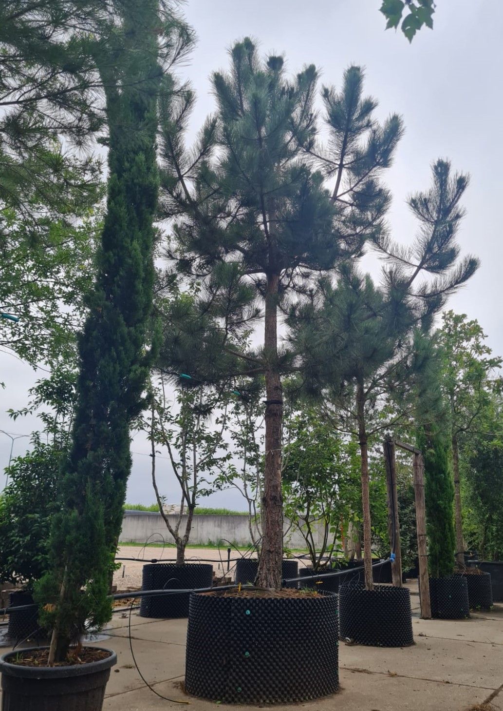 zwarte-den-hoogstam Zwarte den | Hoogstam