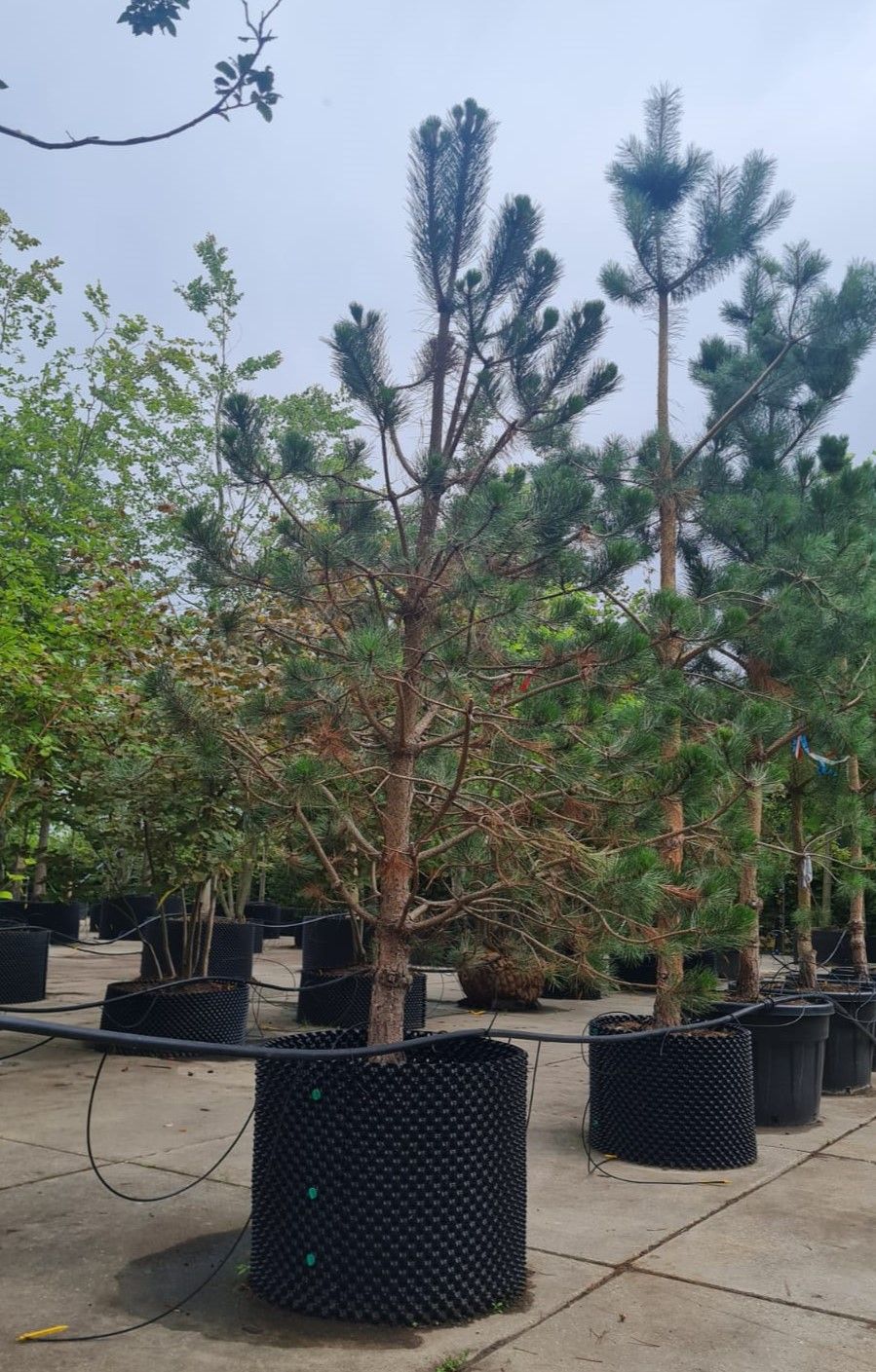 Zwarte den | Laagstam