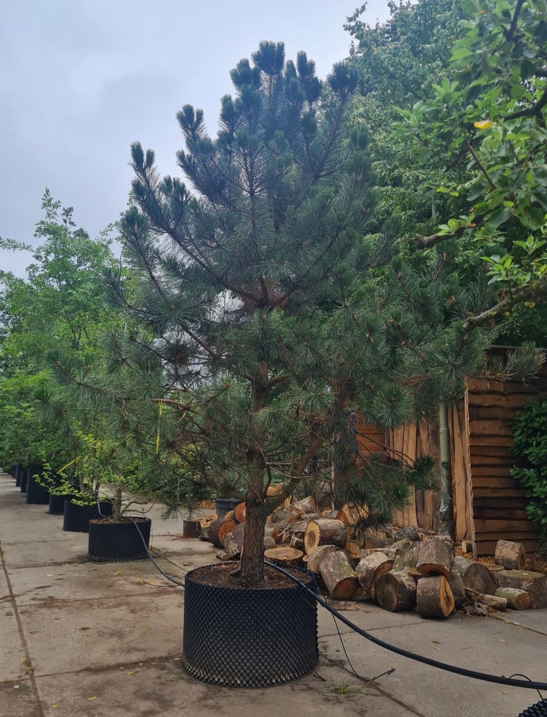 Zwarte den | Laagstam