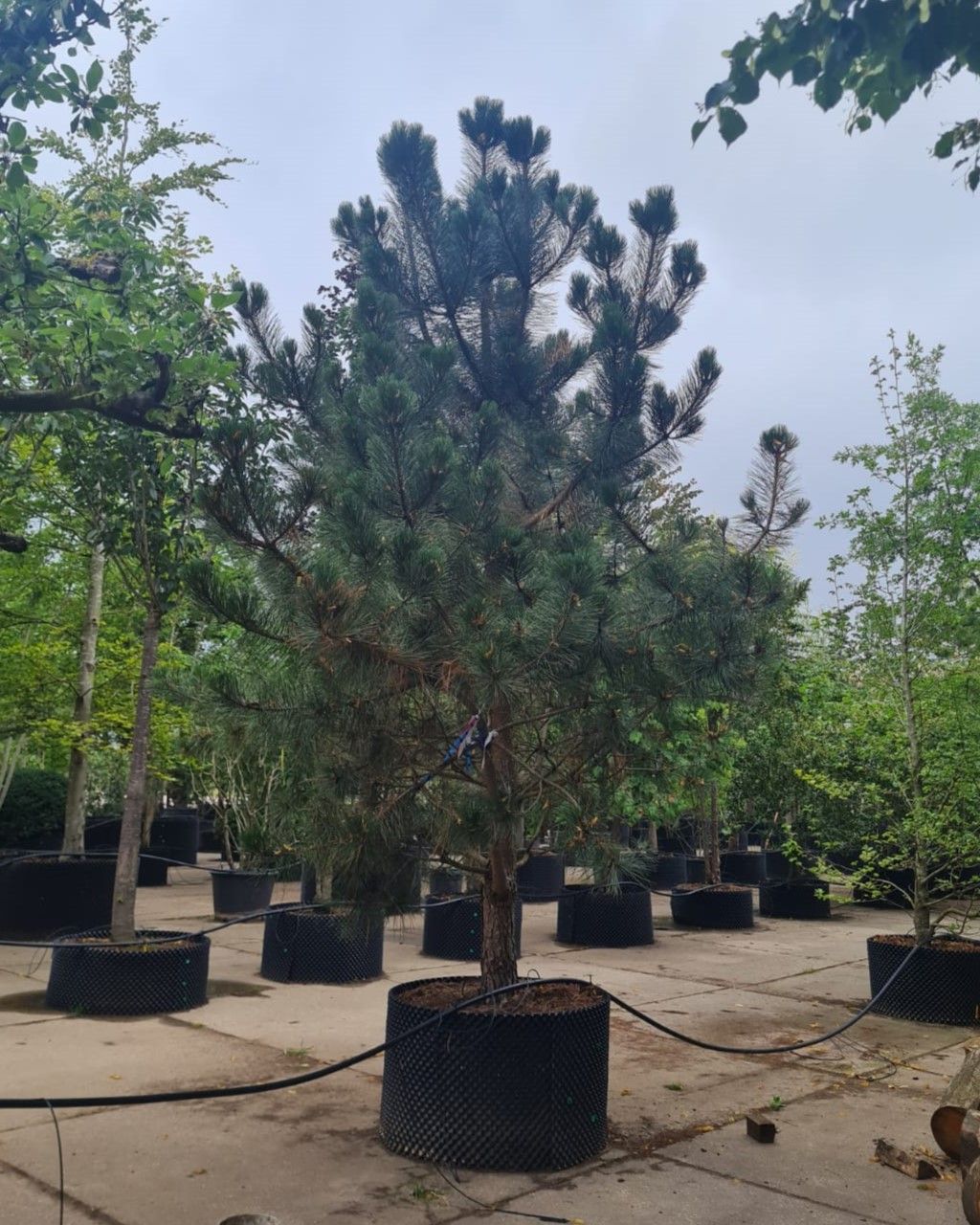 Zwarte den | Laagstam