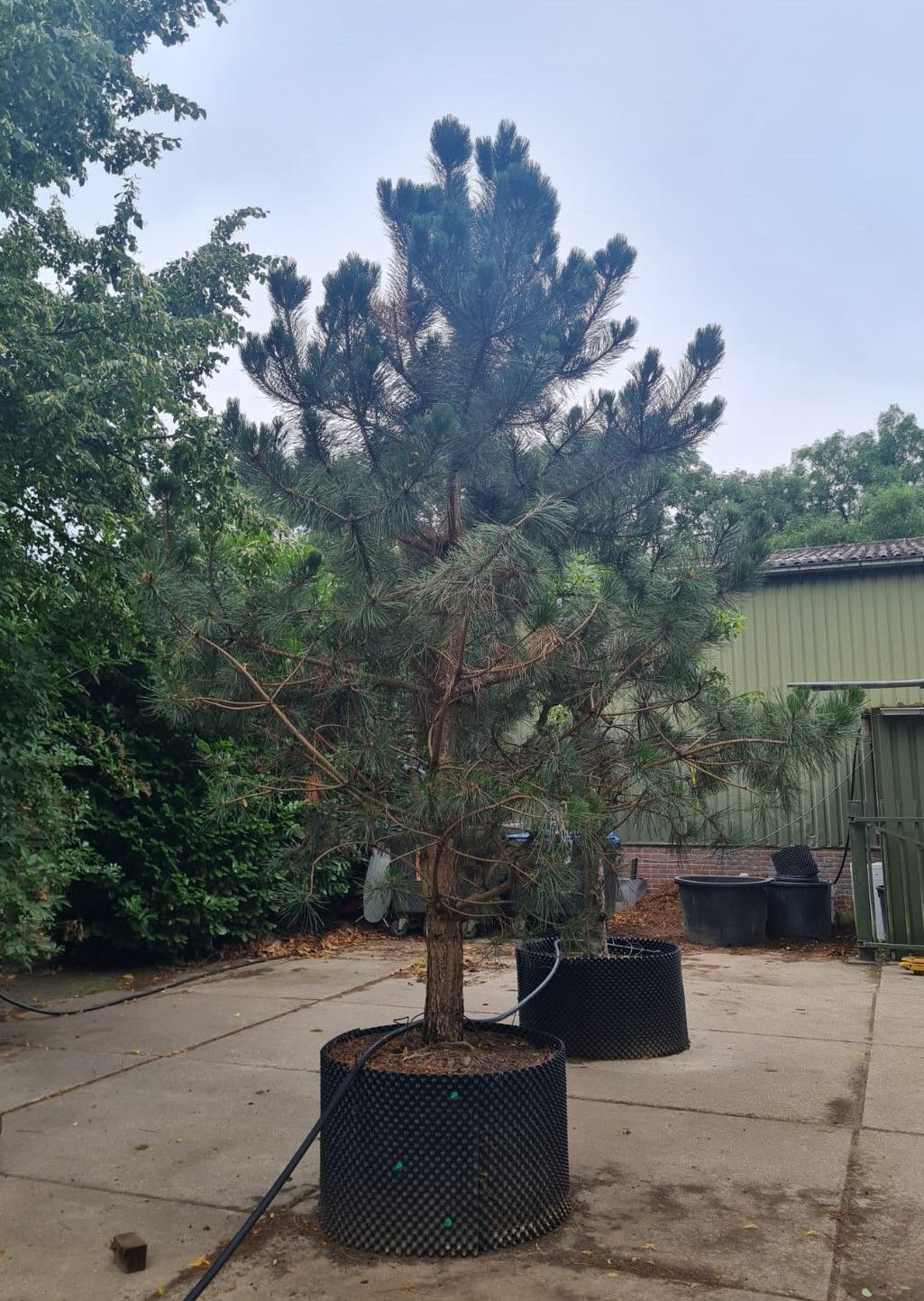 Zwarte den | Laagstam