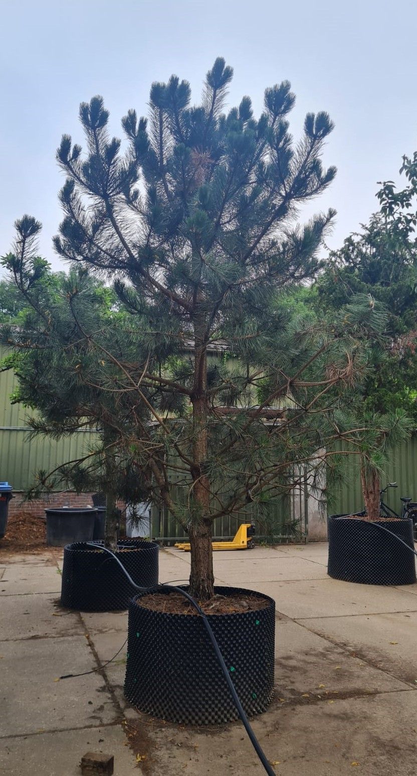 Zwarte den | Laagstam