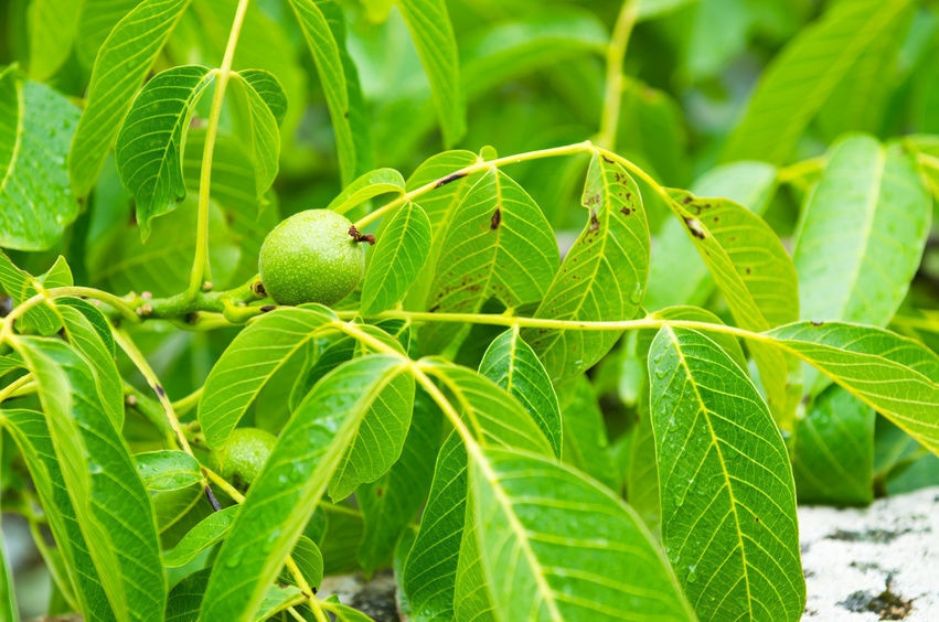 Volwassen Zwarte walnotenboom | Hoogstam