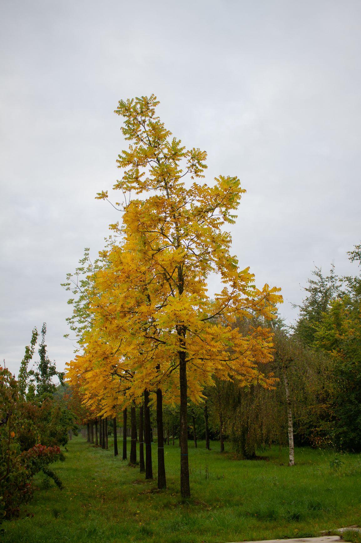 Volwassen Zwarte walnotenboom | Hoogstam