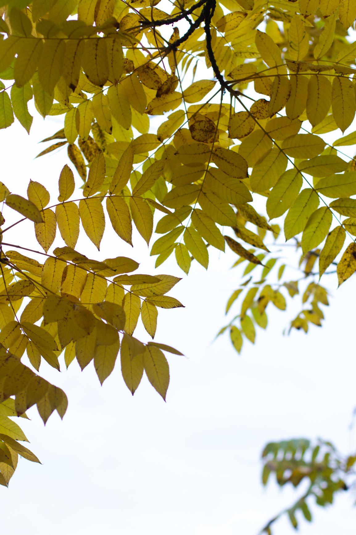Volwassen Zwarte walnotenboom | Hoogstam
